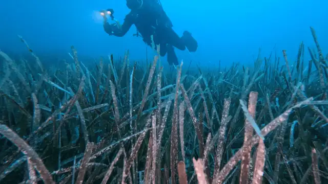 Göcek'te ekilen 10 bin deniz çayırının yüzde 70'i hayatta kaldı