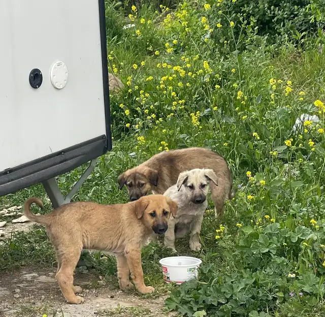 Ankara'da sokak köpeklerinin beslenmesi ABB'nin de onayıyla yasaklandı