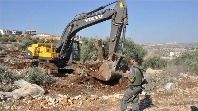 İsrail, Batı Şeria'da binlerce zeytin ağacının sökülmesine karar verdi