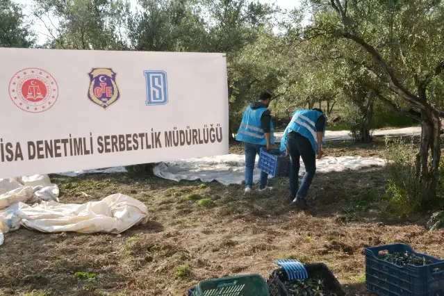 İmece usulü zeytin hasadı: Cezaevindeki yükümlüler, köy kadınları ve öğrenciler zeytini birlikte topladı