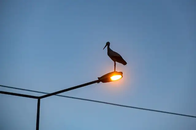 Küresel ısınma Iğdır'daki leyleklerin göç alışkanlığını değiştirdi