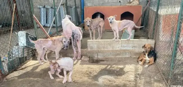 Antalya Veteriner Hekimler Odası’ndan Finike’deki Rehabilitasyon Merkezi görüntülerine ilişkin açıklama