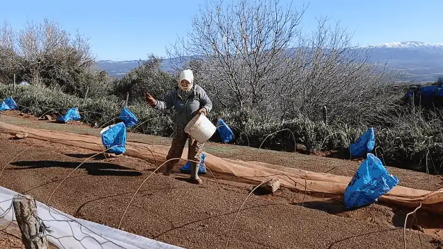 Aydın'da tütün üreticileri tepkili: Geçen yılın mahsulü hala alınmadı, fiyatlar belirsiz