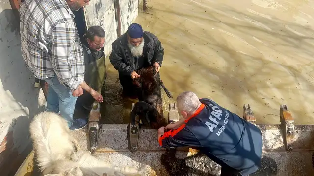 Manisa’da Gediz yatağına sığmadı; bağ evleri, besi çiftlikleri ve üzüm bağları sular altında kaldı