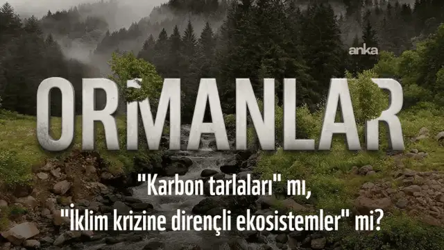 WWF: İklim politikaları kısa vadeli karbon kazanımları yerine ekosistem bütünlüğünü gözetmeli