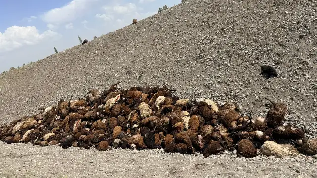 Iğdır'da arı saldırısı sonrası ölen koyun sayısı 816 olarak belirlendi